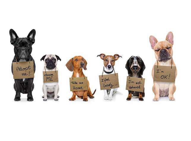 Choose a shelter dog